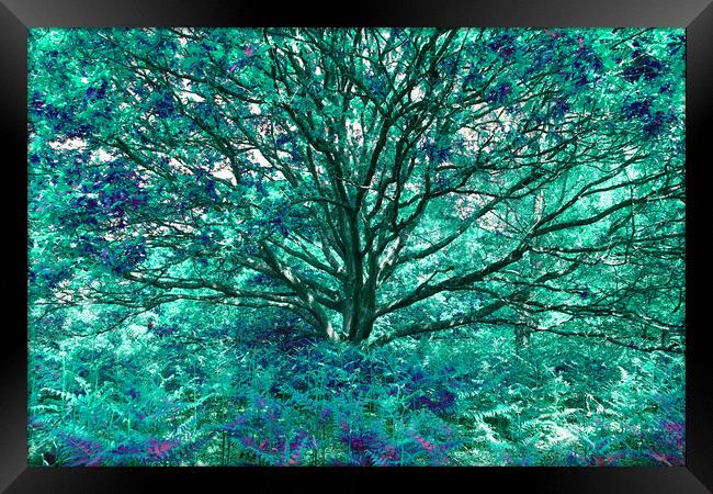 Grand Tree - Aqua Framed Print by Adrian Burgess