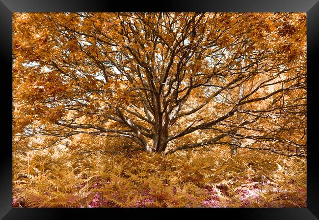 Grand Tree - Orange Framed Print by Adrian Burgess