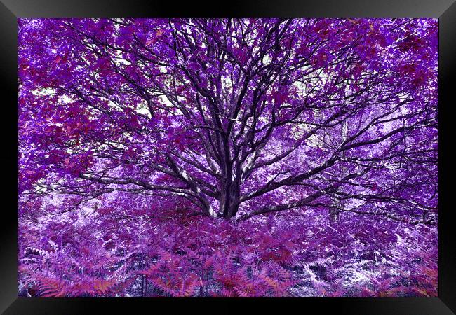 Grand Tree - Purple Framed Print by Adrian Burgess