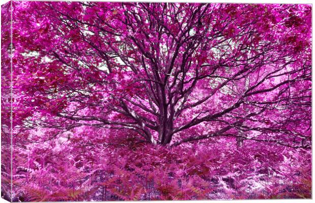 Grand Tree - Pink Canvas Print by Adrian Burgess