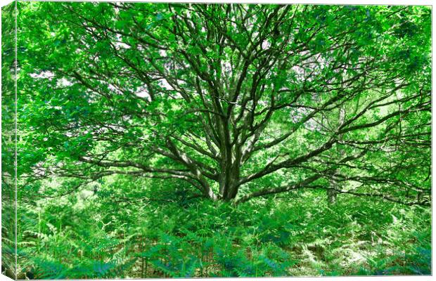 Grand Tree - Green Canvas Print by Adrian Burgess
