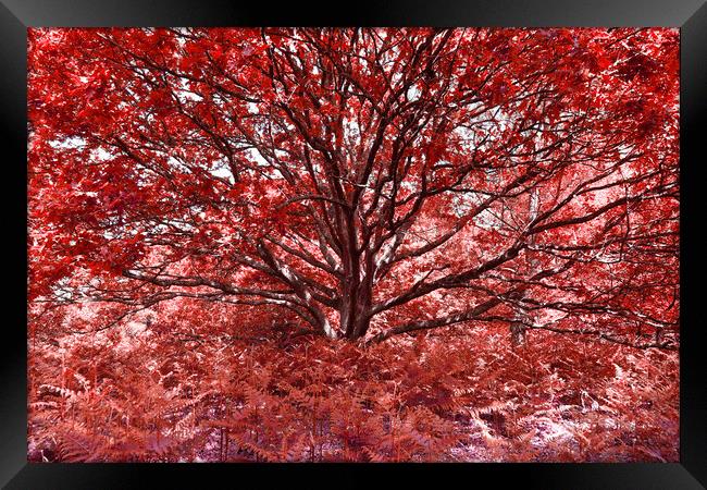 Grand Tree - Red Framed Print by Adrian Burgess
