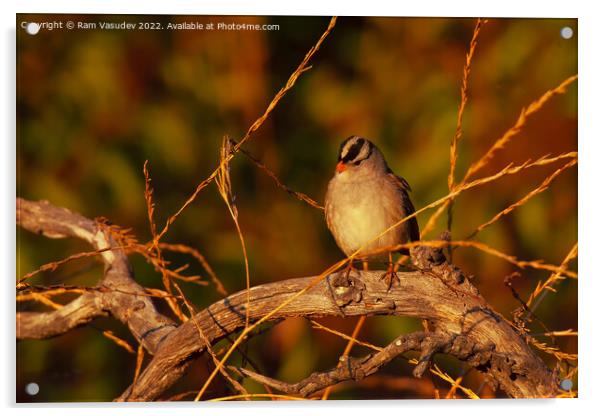 White-crowned Sparrow Acrylic by Ram Vasudev
