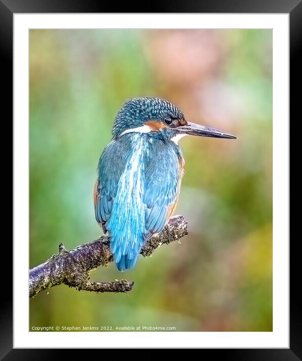 Kingfisher 1 Framed Mounted Print by Stephen Jenkins
