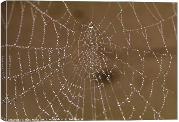Spiders Web Water droplets Canvas Print by Rory Hailes