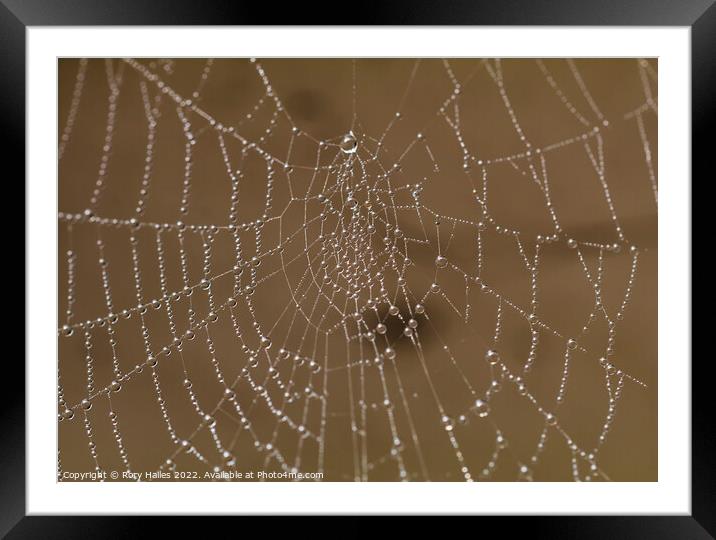 Spiders Web Water droplets Framed Mounted Print by Rory Hailes
