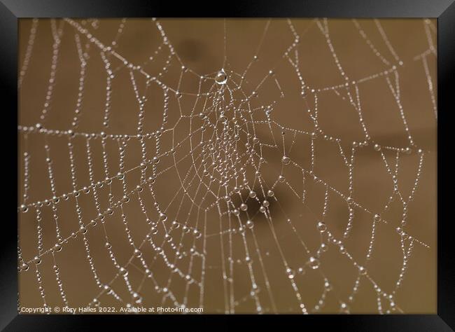 Spiders Web Water droplets Framed Print by Rory Hailes