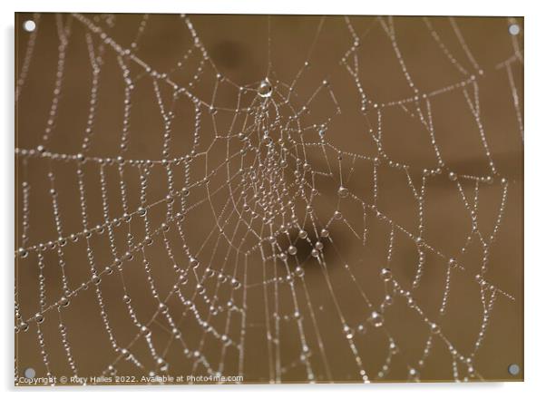 Spiders Web Water droplets Acrylic by Rory Hailes