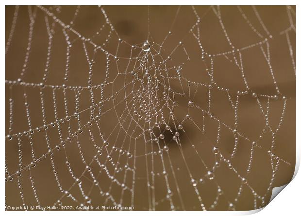 Spiders Web Water droplets Print by Rory Hailes