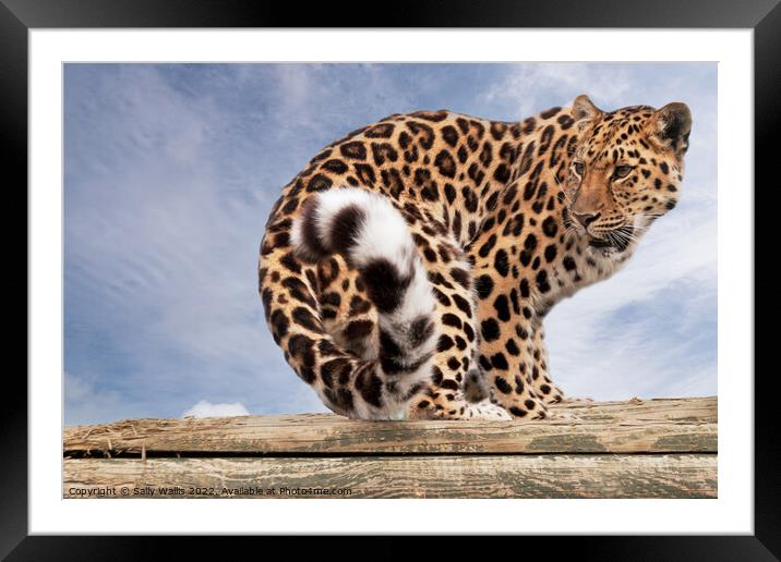 Amur Leopard on logs Framed Mounted Print by Sally Wallis