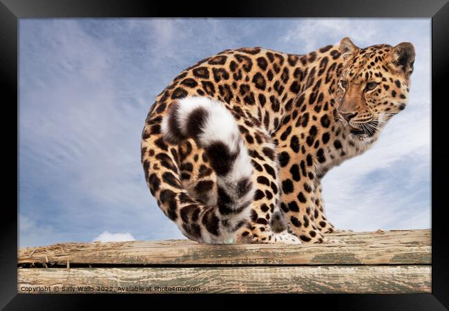 Amur Leopard on logs Framed Print by Sally Wallis