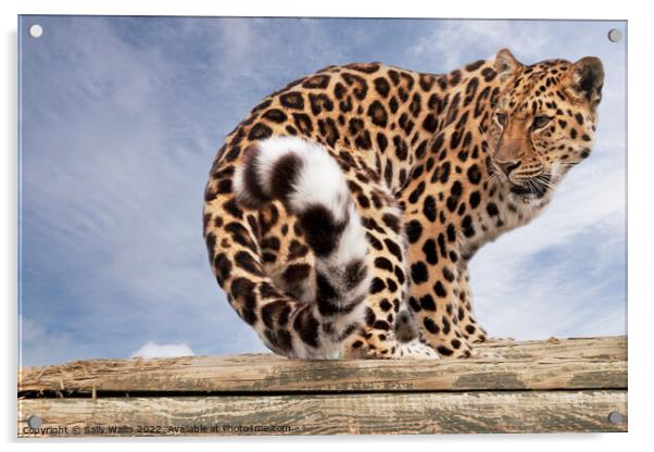 Amur Leopard on logs Acrylic by Sally Wallis