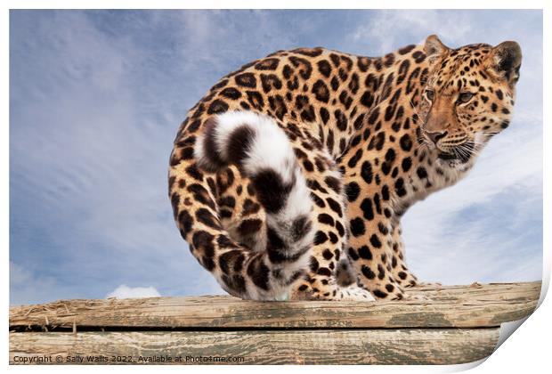 Amur Leopard on logs Print by Sally Wallis