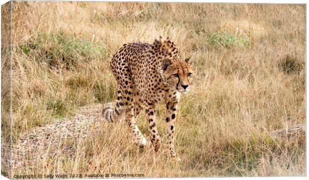 Cheetah loping  Canvas Print by Sally Wallis