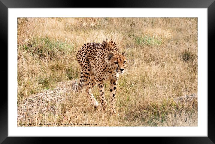 Cheetah loping  Framed Mounted Print by Sally Wallis