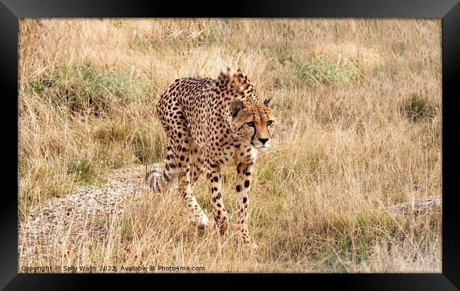 Cheetah loping  Framed Print by Sally Wallis