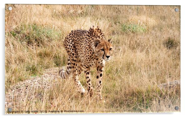 Cheetah loping  Acrylic by Sally Wallis