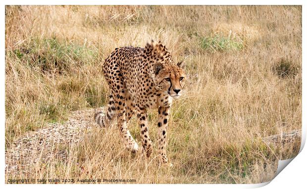 Cheetah loping  Print by Sally Wallis