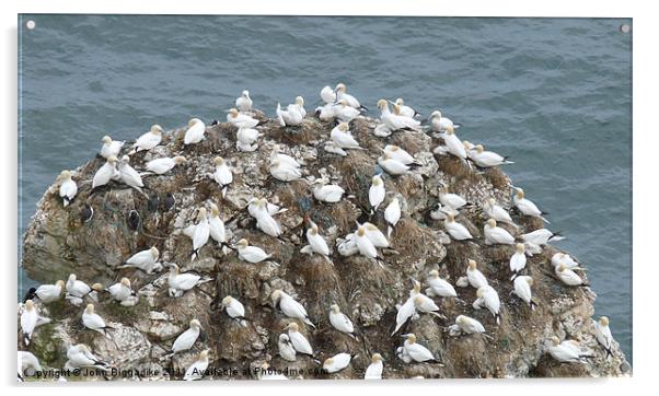 Gannets nesting Acrylic by John Biggadike