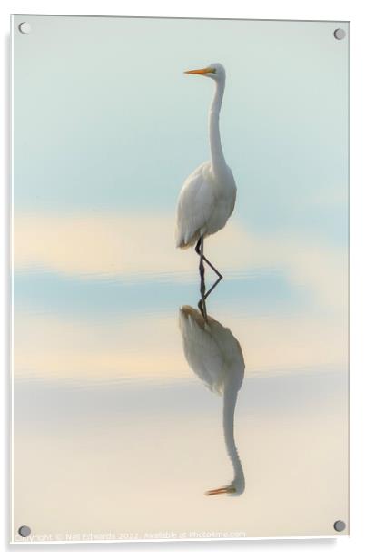 Elegant Egret Acrylic by Neil Edwards