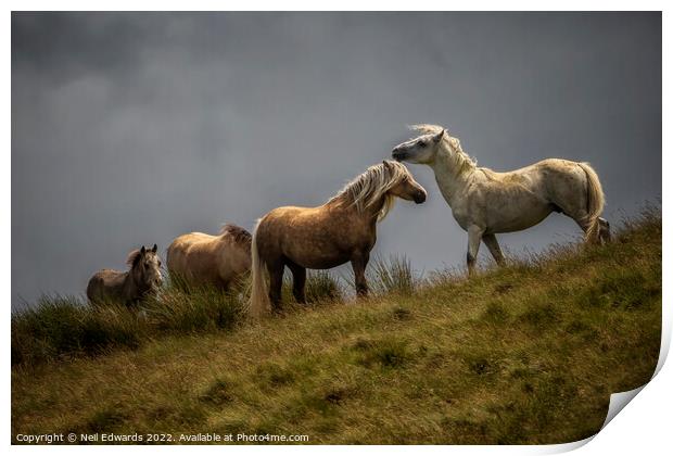 Welsh Mountain Ponies Print by Neil Edwards
