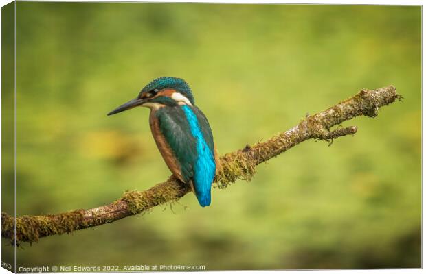 The Kingfisher Canvas Print by Neil Edwards