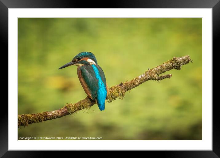 The Kingfisher Framed Mounted Print by Neil Edwards
