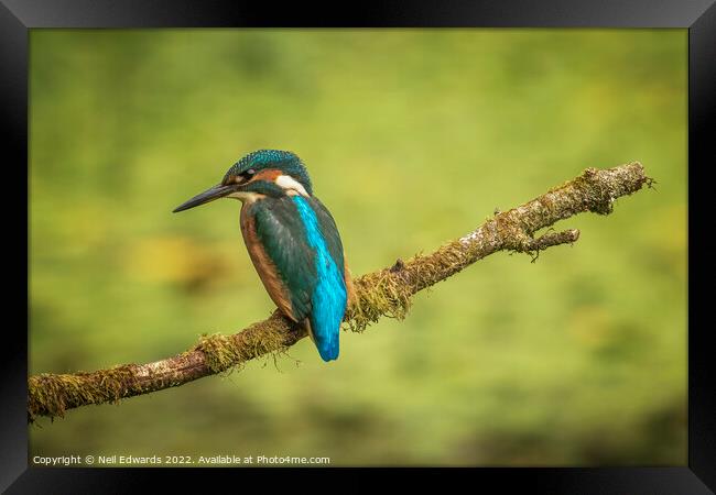 The Kingfisher Framed Print by Neil Edwards