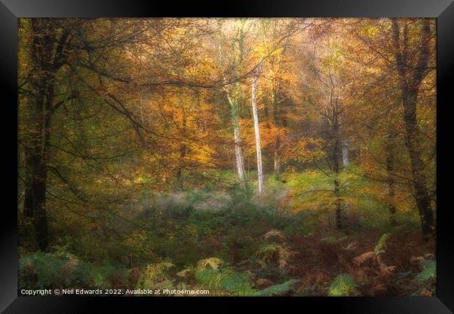 Autumn Light Framed Print by Neil Edwards
