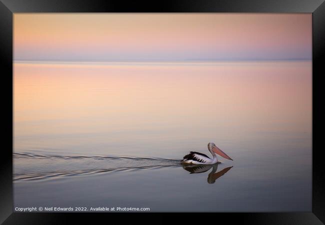 Blue Hour Pelican  Framed Print by Neil Edwards