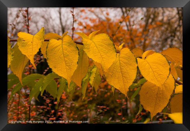 Autumn's Vibrant Hues Showcased Framed Print by Holly Burgess