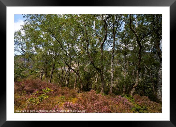 Heather and Downy Birch, Elan Valley, Wales Framed Mounted Print by Gordon Maclaren