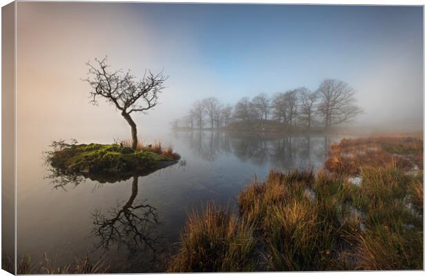 Sunrise through the mist on Rydal WaterPlant tree Canvas Print by Martin Lawrence