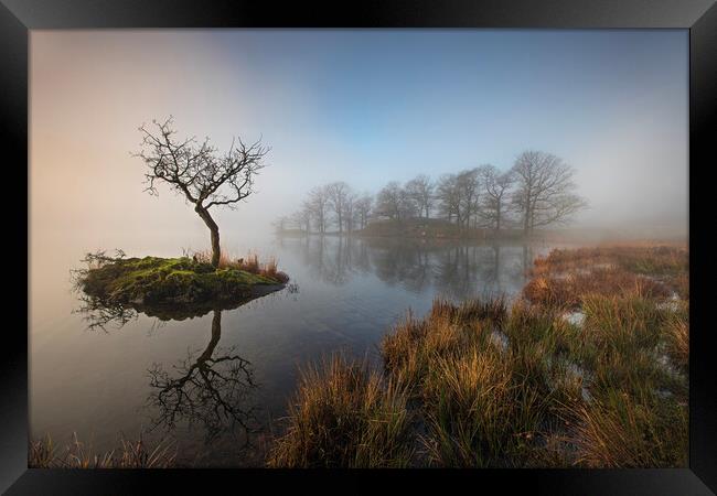 Sunrise through the mist on Rydal WaterPlant tree Framed Print by Martin Lawrence