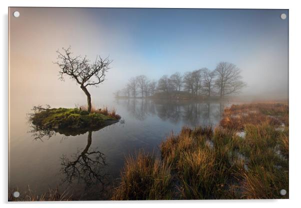 Sunrise through the mist on Rydal WaterPlant tree Acrylic by Martin Lawrence