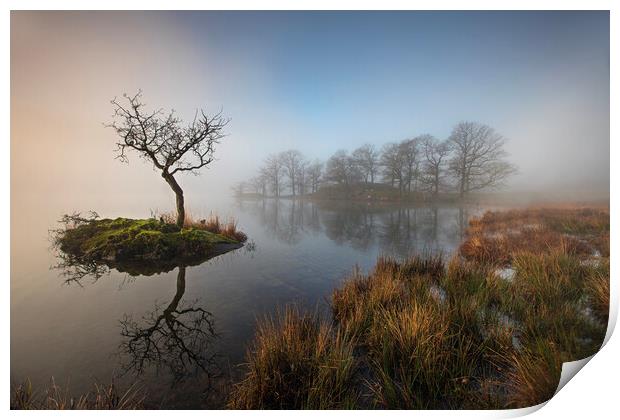 Sunrise through the mist on Rydal WaterPlant tree Print by Martin Lawrence