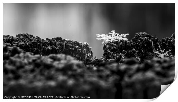 Snowflake On Top Of A Fence - Macro Print by STEPHEN THOMAS