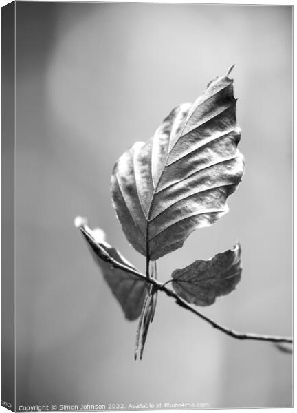 beech leaf in Monochrome  Canvas Print by Simon Johnson