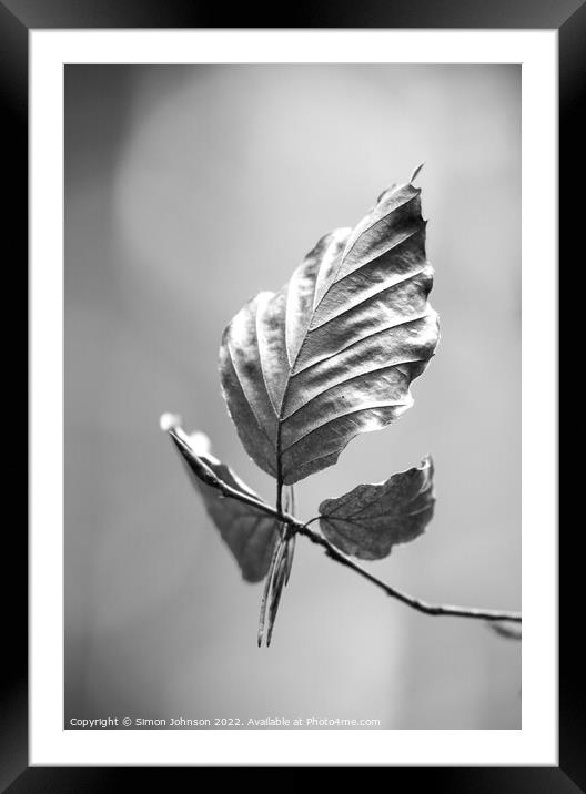 beech leaf in Monochrome  Framed Mounted Print by Simon Johnson