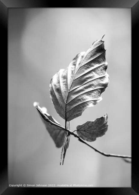 beech leaf in Monochrome  Framed Print by Simon Johnson