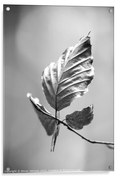 beech leaf in Monochrome  Acrylic by Simon Johnson
