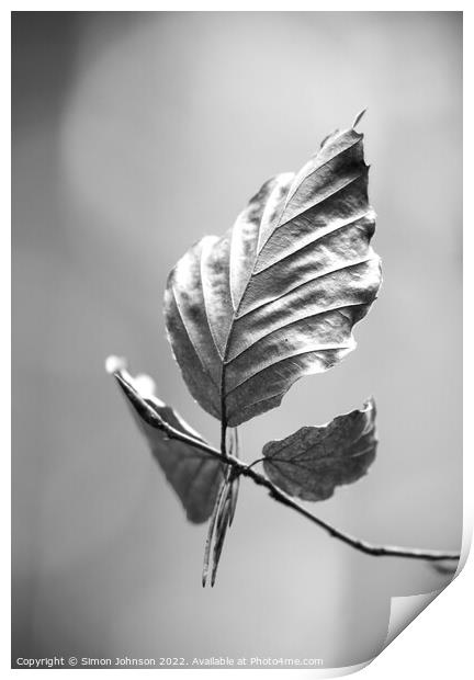 beech leaf in Monochrome  Print by Simon Johnson