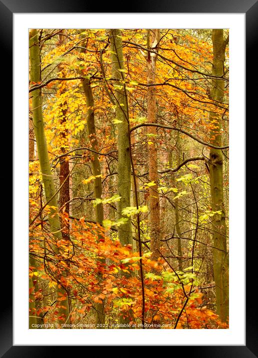 December autumn  Framed Mounted Print by Simon Johnson