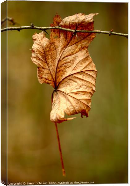 Leaf clinging on Canvas Print by Simon Johnson