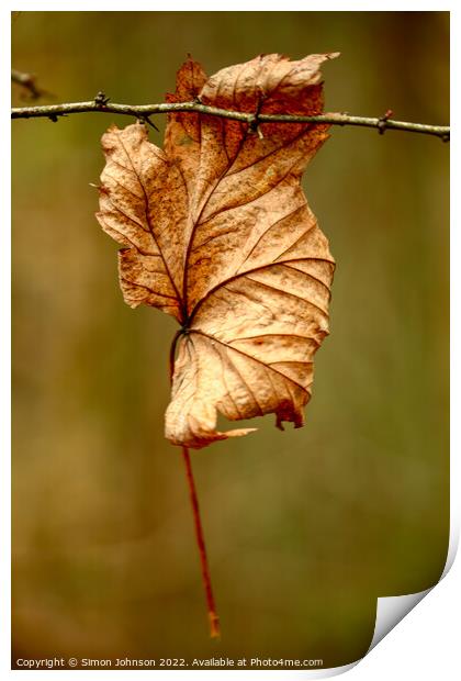 Leaf clinging on Print by Simon Johnson