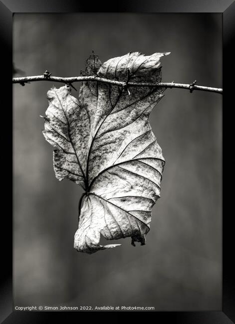 Leaf clinging on Framed Print by Simon Johnson