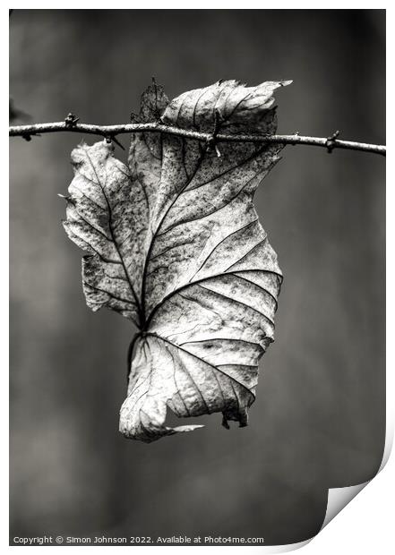 Leaf clinging on Print by Simon Johnson