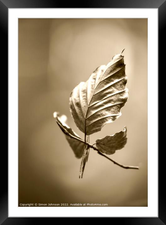 Beech leaf  sepia Framed Mounted Print by Simon Johnson