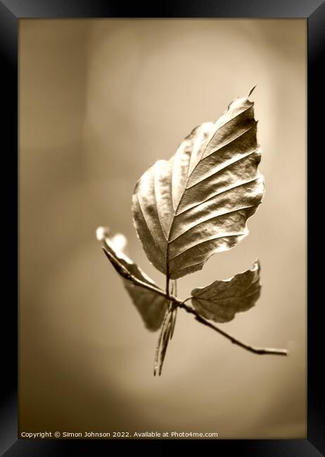 Beech leaf  sepia Framed Print by Simon Johnson