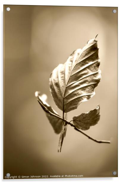 Beech leaf  sepia Acrylic by Simon Johnson